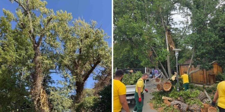 OBAVIJEST | Počinje rušenje prve topole na ulazu u Glavnu gradsku plažu u Crikvenici